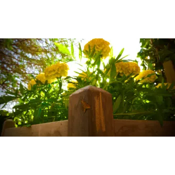 Natural Marigold Plant
